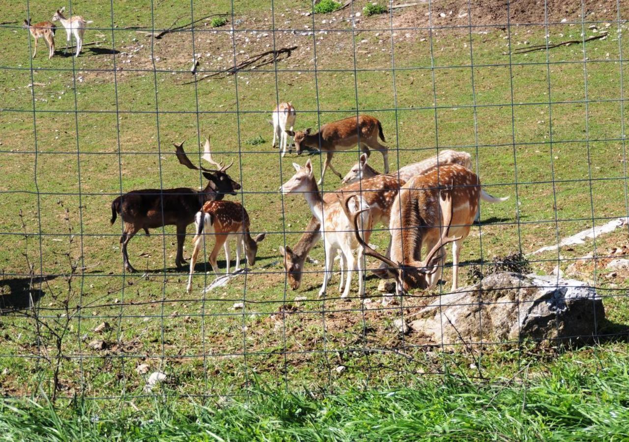 Green Eden Gornji Zvečaj Kültér fotó